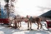 Sleigh Rides in Banff National Park