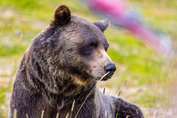 Banff Grizzly Bear Refuge Boo the Bear Banff Grizzly Bear Refuge Boo the Bear