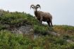 Banff Tour, Evening Wildlife Safari Sheep