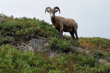 Banff Tour, Evening Wildlife Safari Sheep Banff Tour, Evening Wildlife Safari Sheep