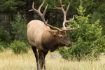 Banff sightseeing Tour, Evening Wildlife Safari Elk