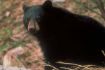 Bear on Banff Tour, Evening Wildlife Safari