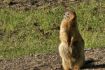 Fun i things to do in Banff - evening wildlife tour