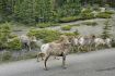 Big Horn Sheep roadside on Banff Evening Wildlife Tour
