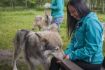 Yamnuska Wolfdog Sanctuary Tour, Cochrane Alberta