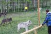 Interact with wolfdogs at the Alberta Wolfdog Sanctuary