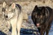 Things to do Calgary Banff winter tour - Yamnuska Wolfdog Sanctuary