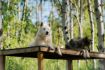 Sanctuary for wolfdogs, Cochrane Alberta