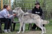 Yamnuska Wolfdog Sanctuary Tour close to Banff and Calgary