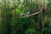 Capilano Suspension Bridge Tour