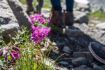 Whistler hiking tour with Mountain Skills Academy