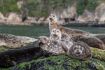 Seal Island Vancouver BC
