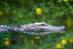 Alligator on Everglades Tour from Fort Lauderdale