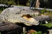 Alligator on Everglades National Park Airboat Tour