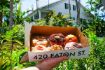Glazed Donuts on Key West food tour